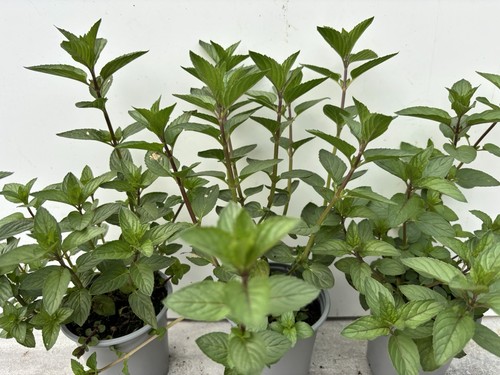 Chocolate mint plants 9cm - mint, x