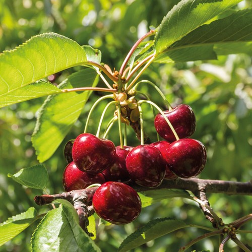 Mini fruit tree patio - t&m,