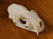 Real Mink Animal Skull Head