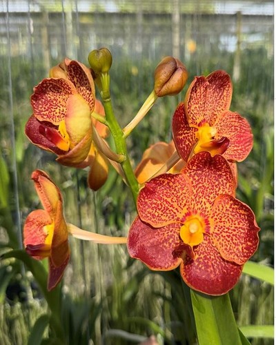 Rare vanda brighton sunset - rare,
