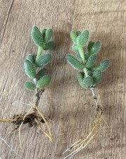 2 X Rooted Plants | Delosperma Echinatum. Soft Spikes Pickle Plant Succulent