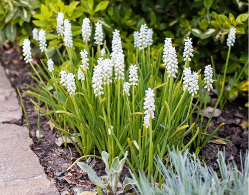 10x white muscari album bulbs - white,