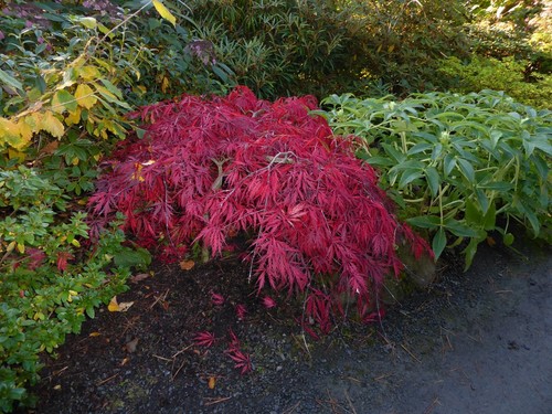 Fresh acer palmatum - fresh,