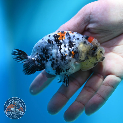 Live fancy goldfish - fancy,