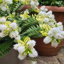 Hebe verdi crème plant plugs