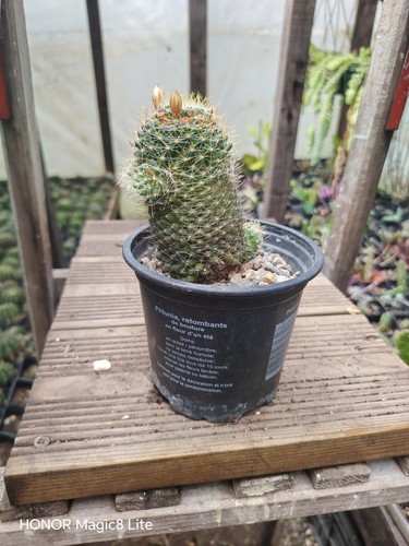 Mammillaria crinita cactus - mammillaria,