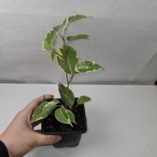 Ficus benjamina ‘Variegata’ – Variegated Weeping Fig Houseplant