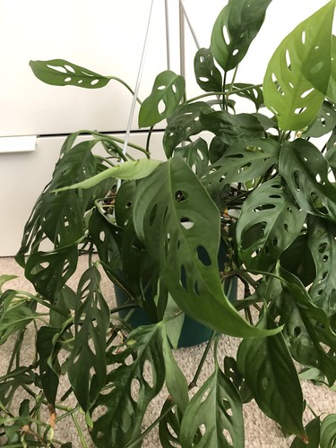 Monstera adansonii big - monstera,