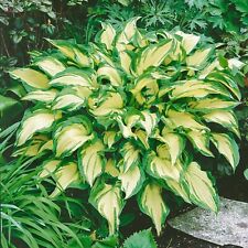 Hosta Painted White Albopicta - XXL Large 3Lt Pot Flowering Herbaceous Perennial