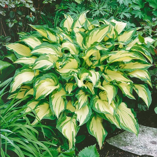 Hosta painted white albopicta - white,