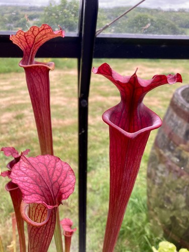 Sarracenia seeds from - sarracenia,