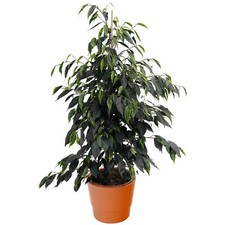 1 x Evergreen Ficus Danielle |