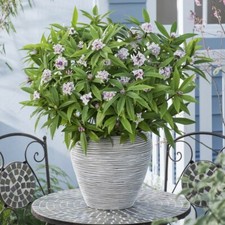 T&M Daphne Perfume Princess