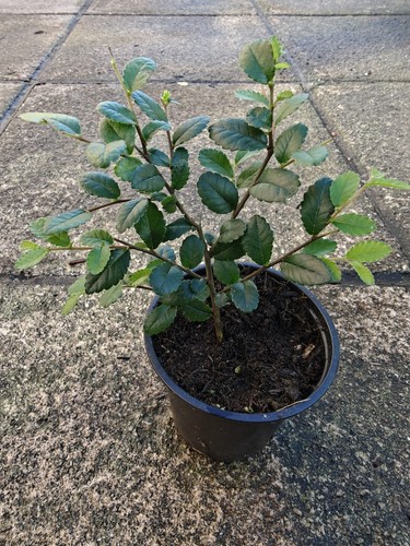 Chinese elm ulmus parvifolia - ulmus,