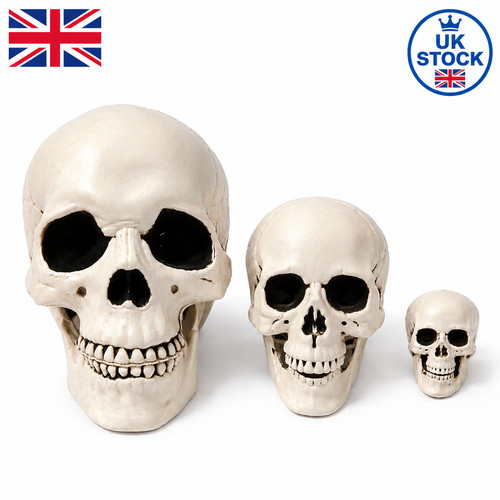 Human skull replica - uk,