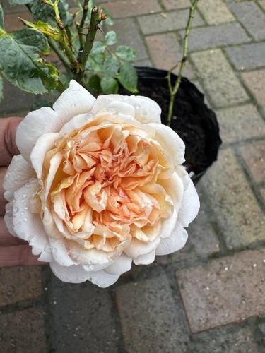 Mary magdalene rose - mary, –