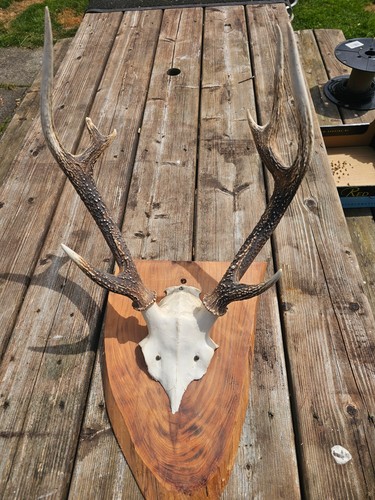 Deer antlers mounted - on, wooden