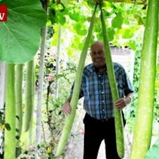 UK Long Bottle Hybrid Gourd