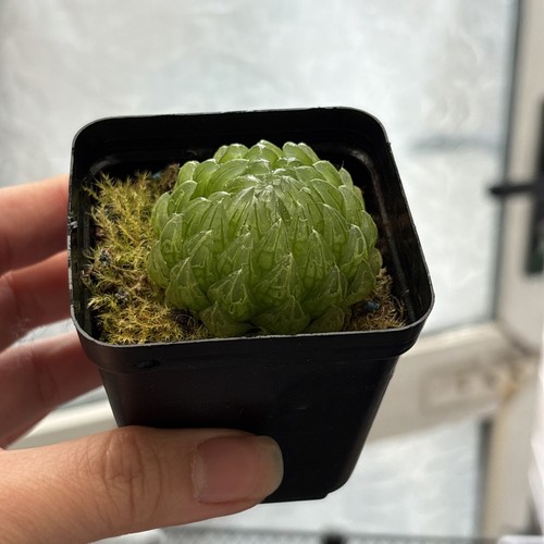 Haworthia cymbiformis