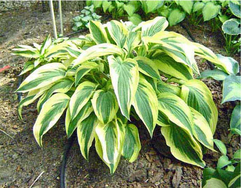 Hosta dragonfly marginal - hosta,