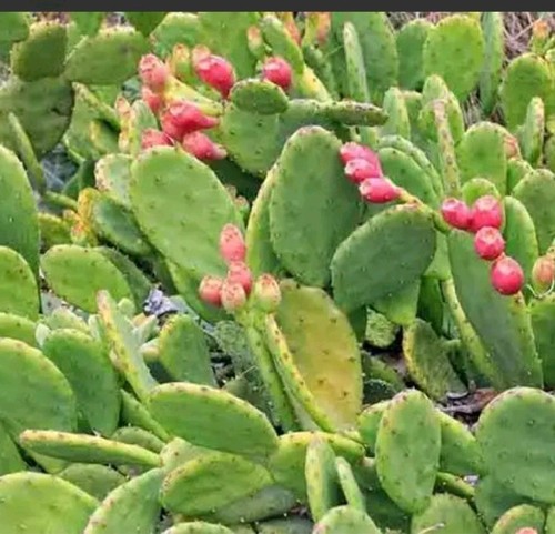 Opuntia hardy prickly pear - uk,
