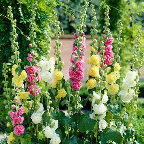 Alcea double garden mix - garden,