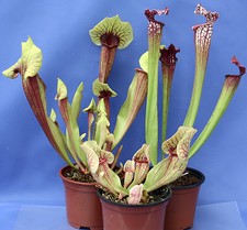 3 SARRACENIA pitcher