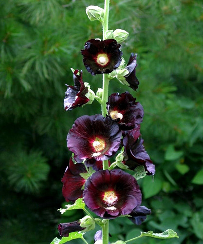 Hollyhock alcea rosea single - hollyhock,