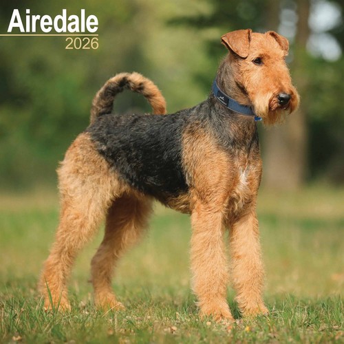 Airedale terrier calendar - airedale,