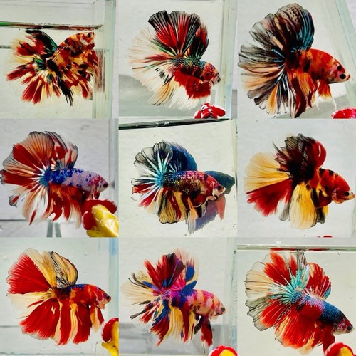 Premium male koi half moon - premium,