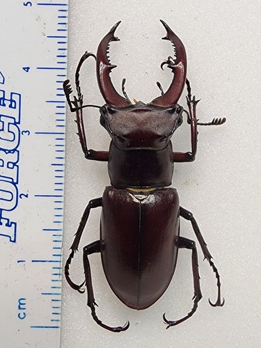 Lucanus elaphus male - , 43.50mm