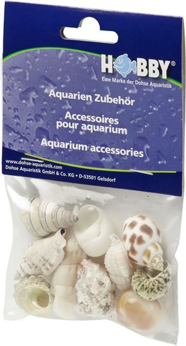 Hobby sea shells reef - sea, snail