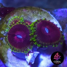 Fake Lime Chillis 4 Head Zoa Colony Frag WYSIWYG