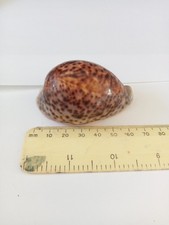 Cypraea Pantherina Cowrie