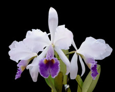 Cattleya gaskelliana 'Blue Dragon' species orchid plant