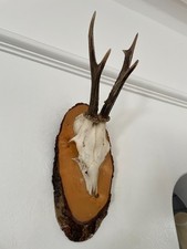 Antlers of a Roe Deer 531 Real Taxidermy mounted interior design horns
