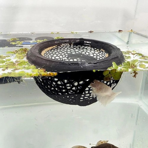 1pc floating betta - 1pc,