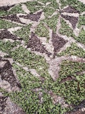 British Army Woodland DPM Camo