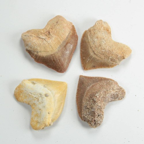 Fossilised squalicorax sharks - fossilised,