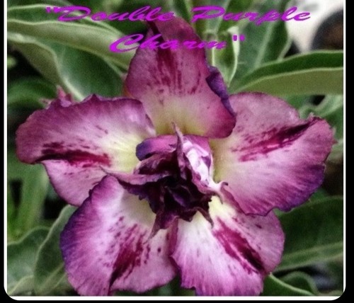 Adenium obesum desert rose - adenium,