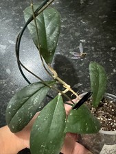 Hoya Meredithii Bengkulu Splash Fresh Cutting Plant