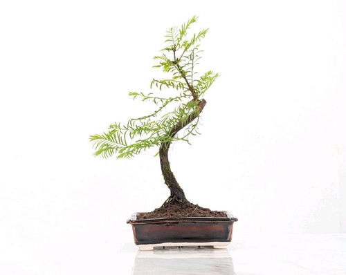 Dawn redwood bonsai zt193 - dawn,