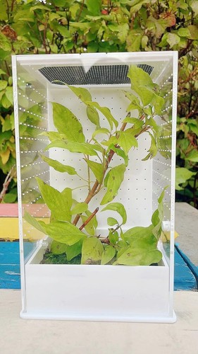 Praying mantis stick insect - mantis,