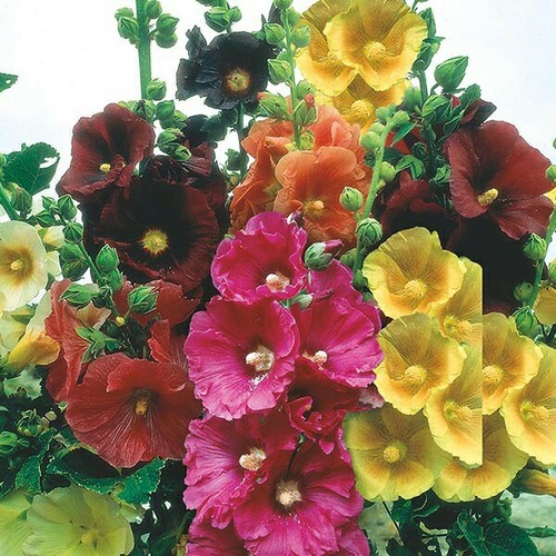 Hollyhock seeds giant - hollyhock, single