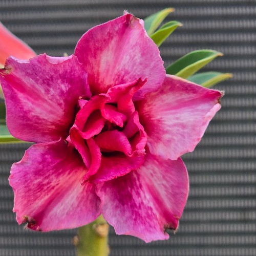 Exotic desert rose plant - desert,