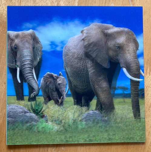 Elephants 3d holographic - 'elephants’,