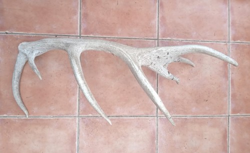 Red deer antler - red,
