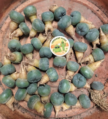 Rare cactus roots fricii - w/,