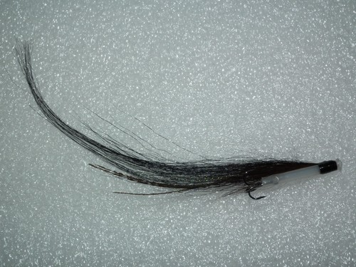 Salmon seatrout 1 - -----,