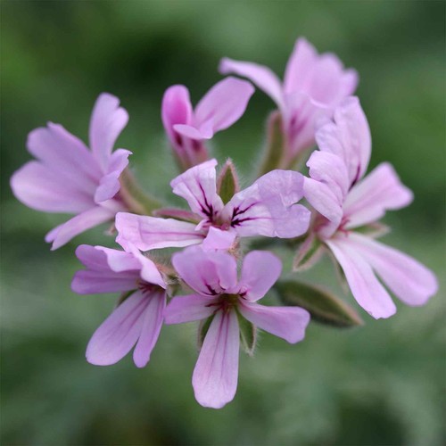 Lady plymouth scented leaf - plymouth,